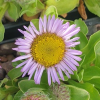 Erigeron 'Four Winds'